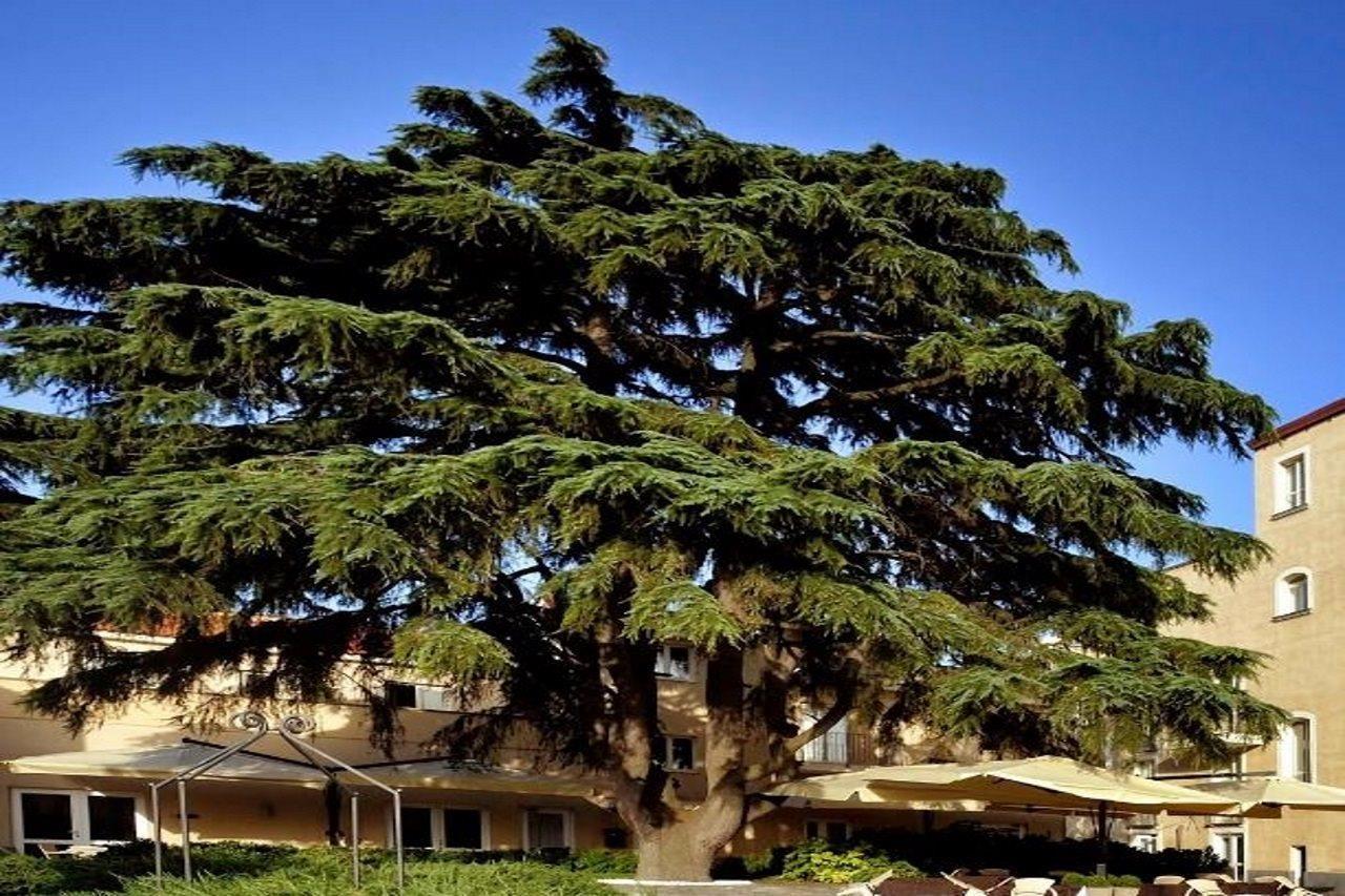 Relais Villa Buonanno Черкола Экстерьер фото